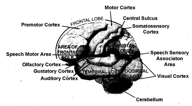 2265_Define the Pre Motor Areas of the Cerebrum.png